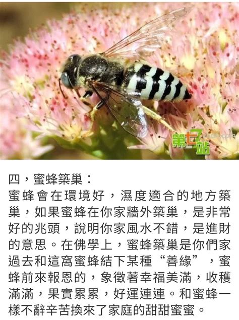 土蜂窩風水|這七種動物不請自來是吉兆，你知道嗎？